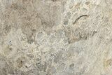 Polished Fossil Coral Slab - Indonesia #307959-1